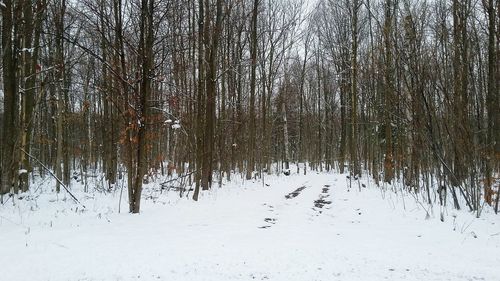 Bare trees in forest during winter