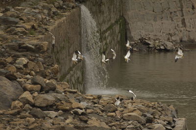 Birds swimming in a lake