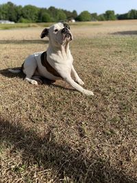 Dog on grassy field