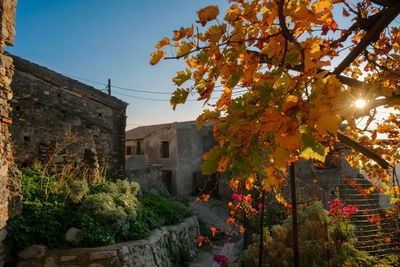 View of flowering trees and houses against sky during autumn