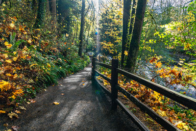 Footpath amidst trees in forest