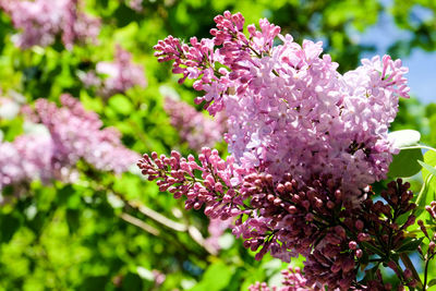 Close-up of pink flowers