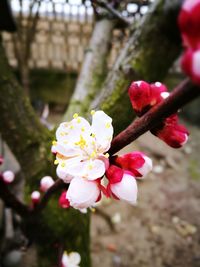 Close-up of white flowers blooming on tree