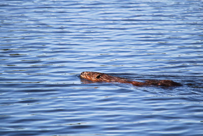 View of duck swimming in lake