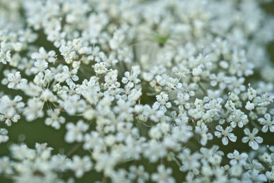 Close-up of white flowering plants on field