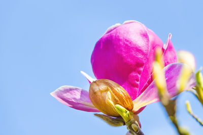 Close-up of pink flowers
