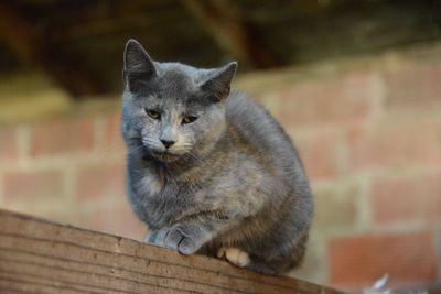 Portrait of cat sitting on wood