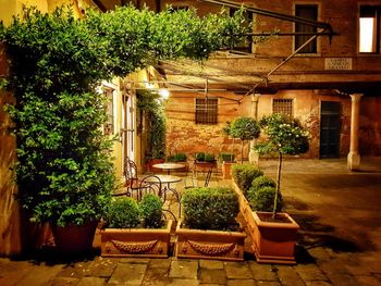 Potted plants and chairs outside house in yard