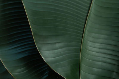 Banana tree background