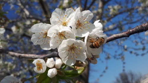 Close-up of white cherry blossom tree