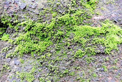 High angle view of moss growing on rock