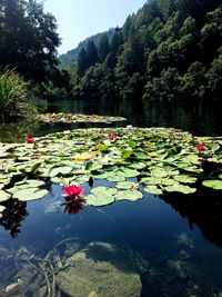 Lotus water lily in pond