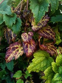 Close-up of plant
