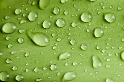 Macro shot of water drops on leaf