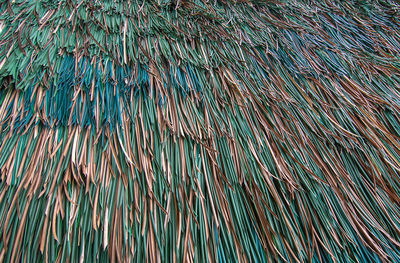 Full frame shot of plants