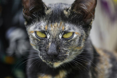 Close-up portrait of a cat