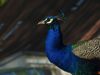 Close-up of a peacock