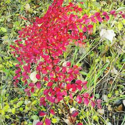 Close up of red flowers