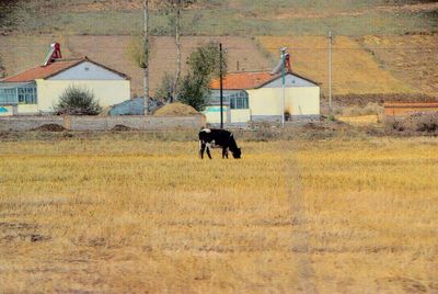 Horse grazing on field