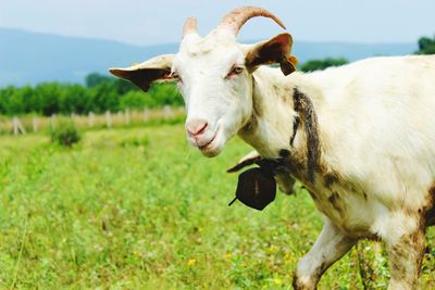 Cow grazing on grassy field