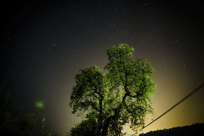 Low angle view of tree against sky at night