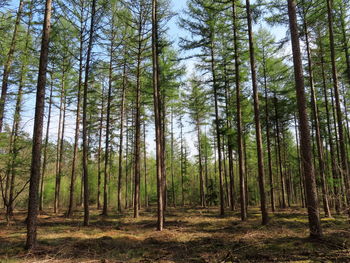 Pine trees in forest