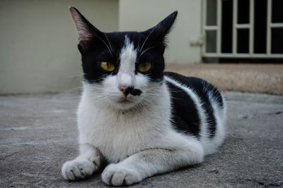 Close-up portrait of a cat