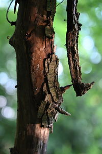 Close-up of lizard on tree trunk