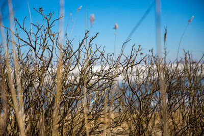 Close-up of plants against blue sky