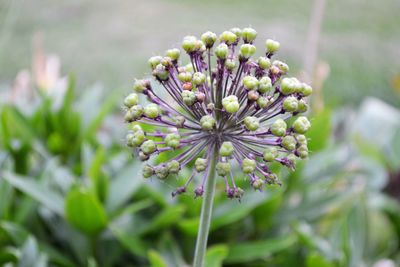 Close-up of flower blooming outdoors