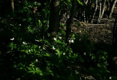 Trees growing in forest