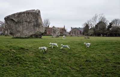 Spring lambs loving new life in spring at avebury
