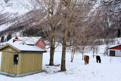 View of a horse on snow covered landscape