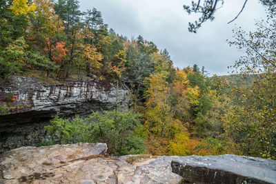 Trees and rocks in forest during autumn