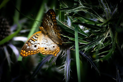 Close-up of butterfly pollinating flower