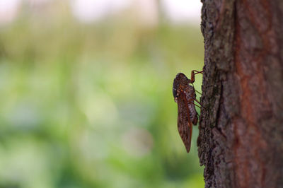 Close-up of insect on tree trunk