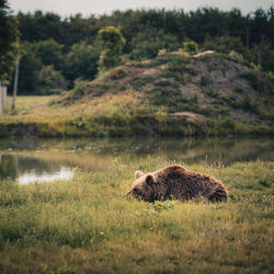 Chilling bear on the field