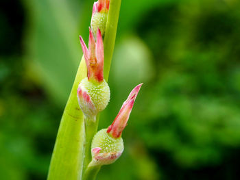 Close-up of red flower buds
