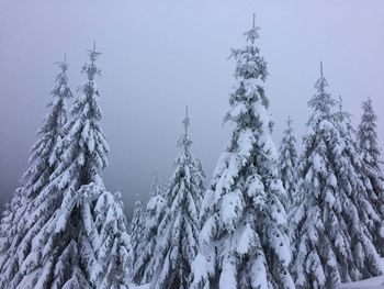 Low angle view of pine trees on snow covered landscape