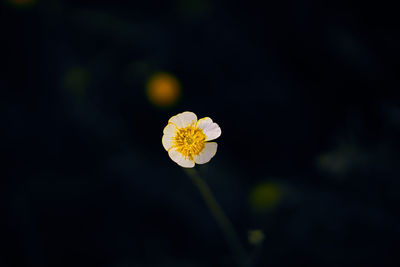 Close-up of yellow flowering plant