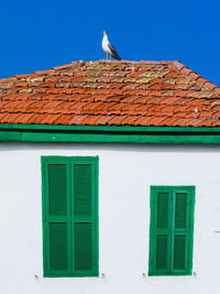 Single larus standing on a roof in the old medina of asilah