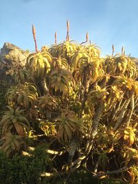 Close-up of plants against sky