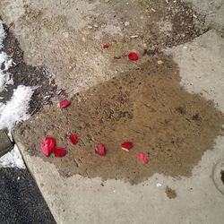 High angle view of red petals on sand