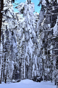 Snow covered trees in forest