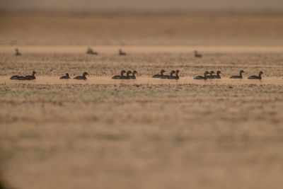 Flock of birds on sand