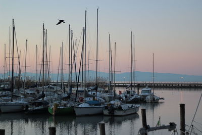 Sailboats in marina at sunset