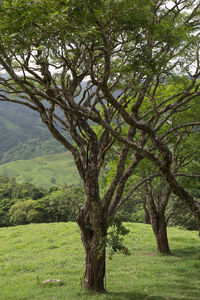 Trees on grassy field