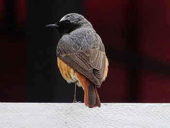 Close-up of bird perching on wall