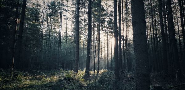 Sunlight streaming through trees in forest