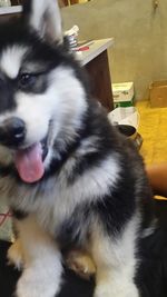 domestic animals